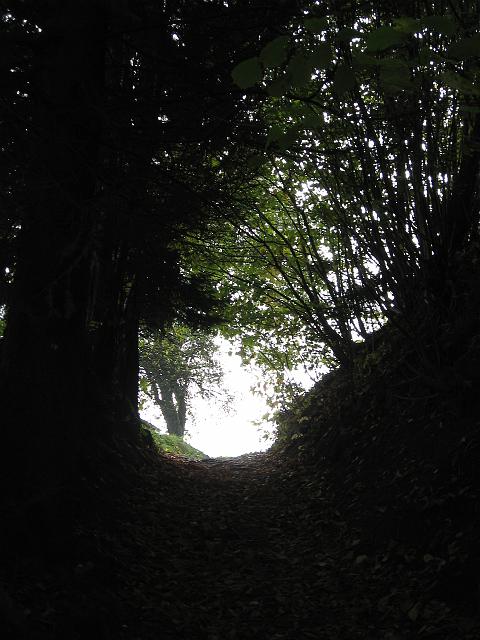 IMG_1041.jpg - Kaj skriva megla, ki se vali pred tunelom temačnih dreves?